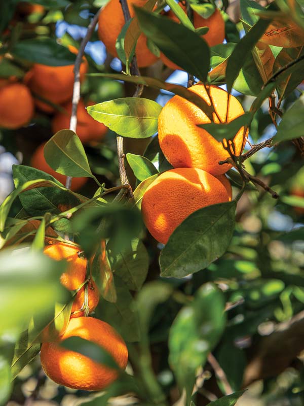 Satsumas in a tree