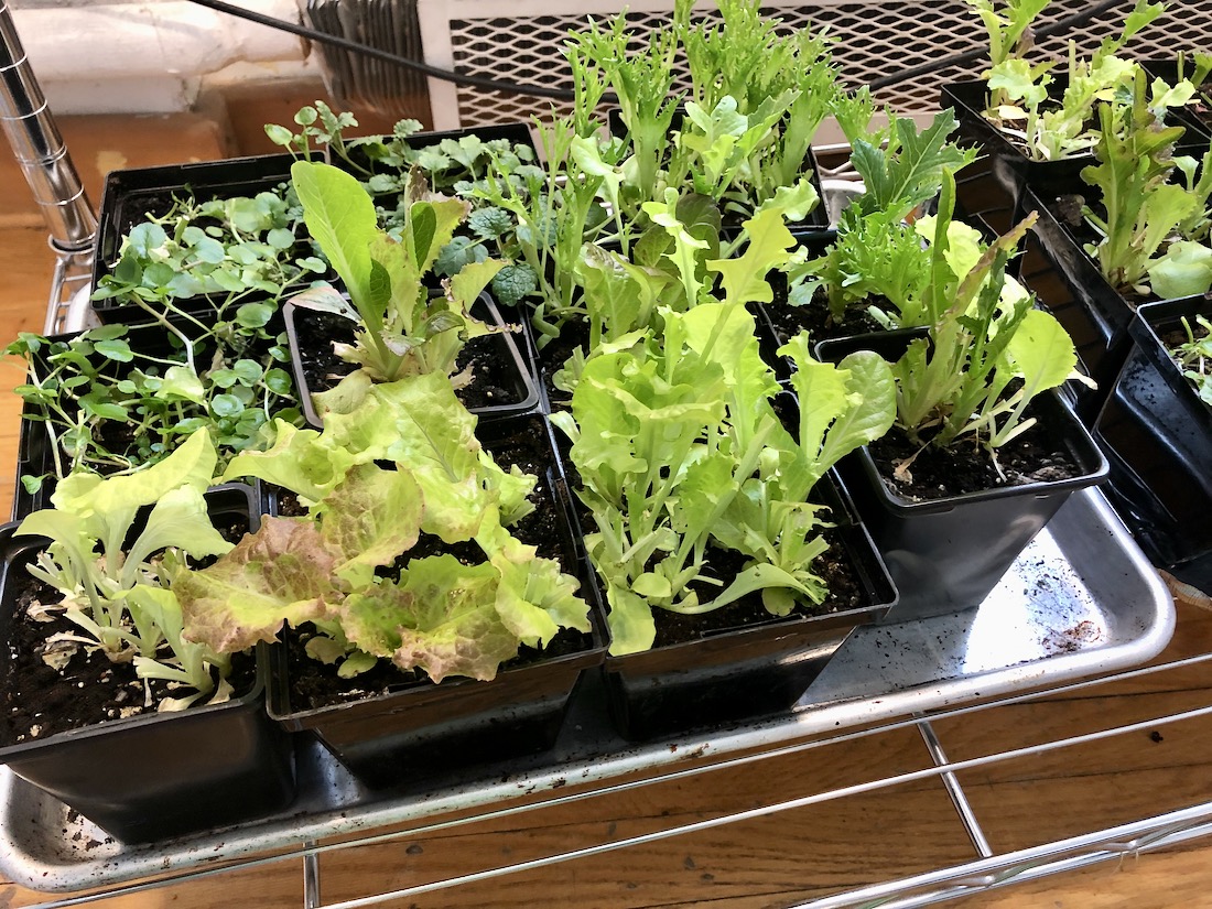 Indoor Growing Food